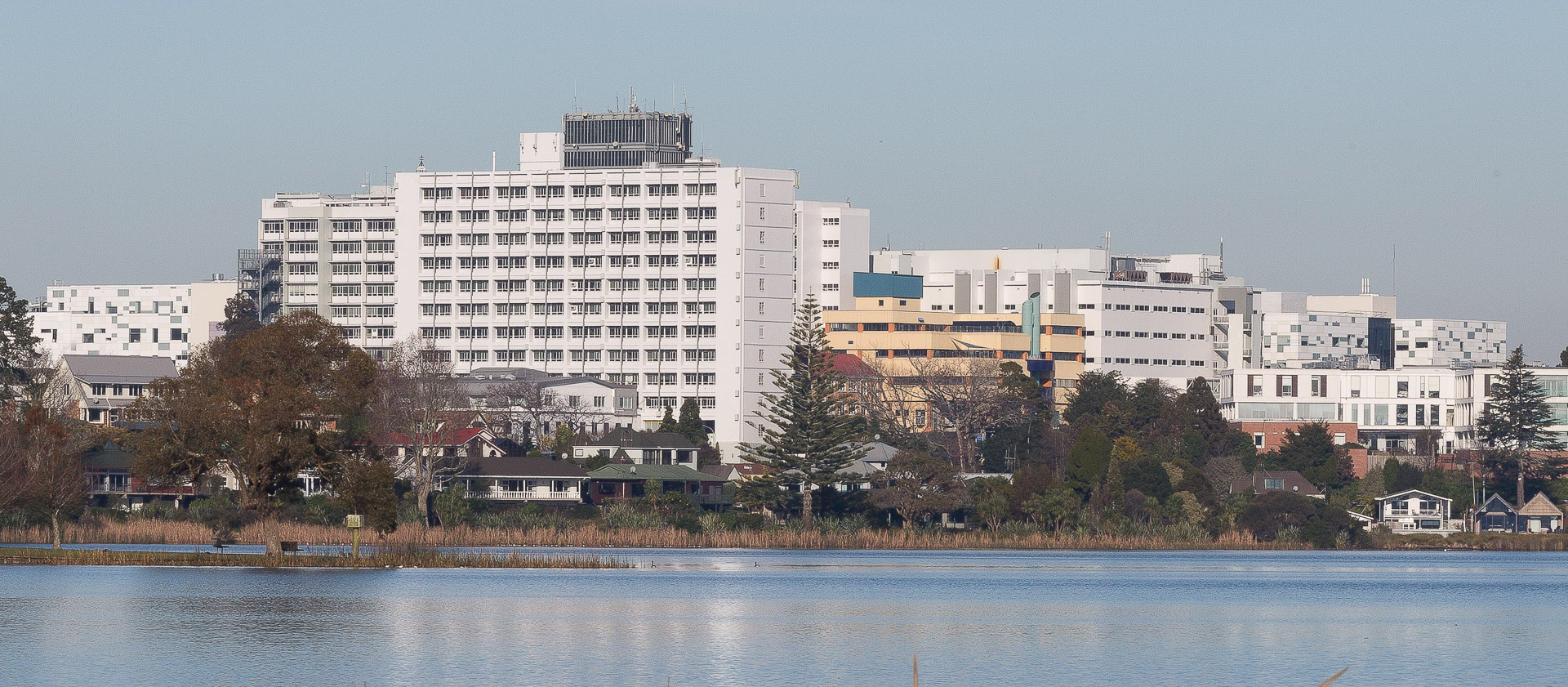 waikato hospital