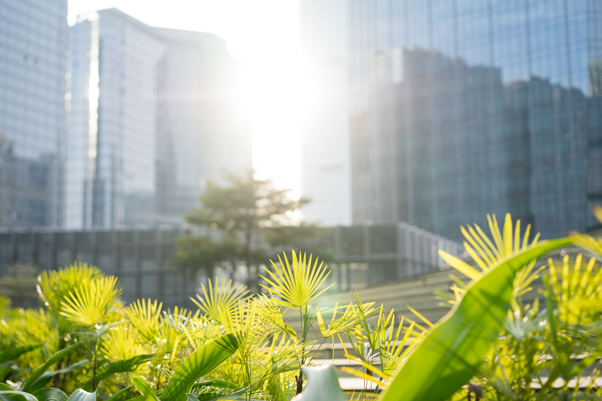 garden among modern buildings