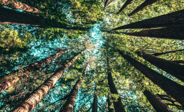 casey-horner-4rDCa5hBlCs-unsplash crop